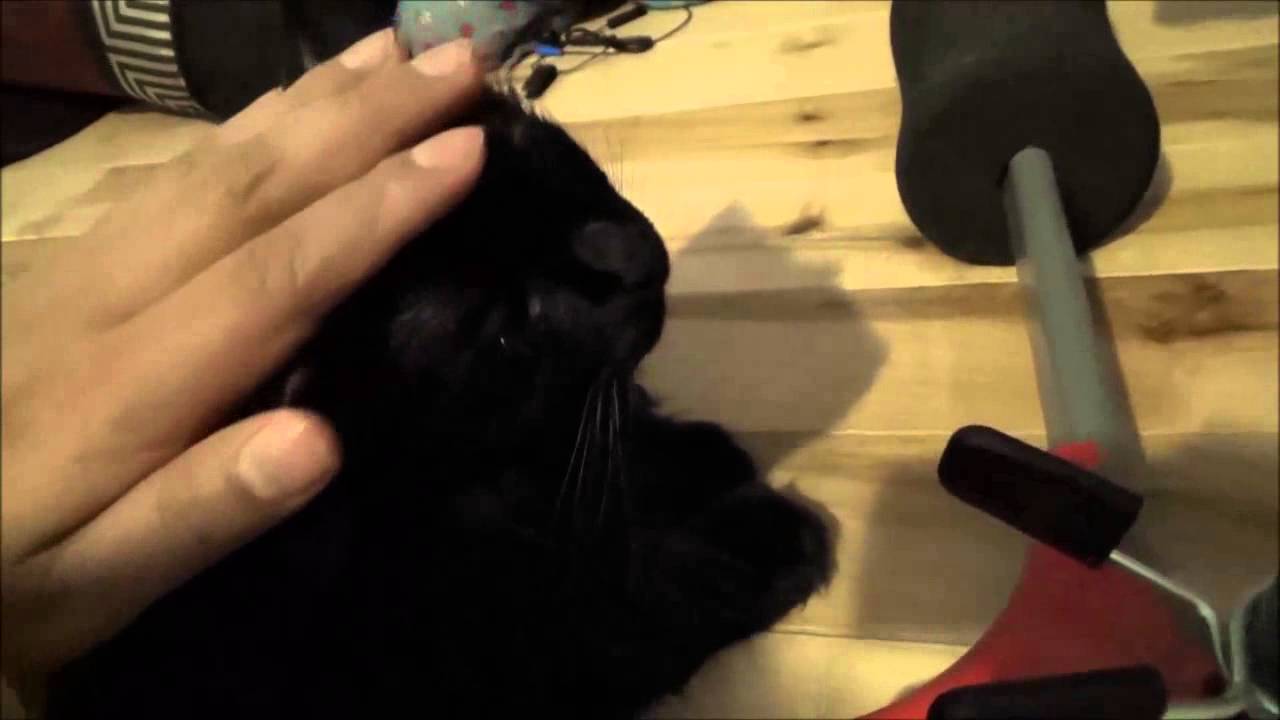 Las travesuras del Senor Gato Recuperacion