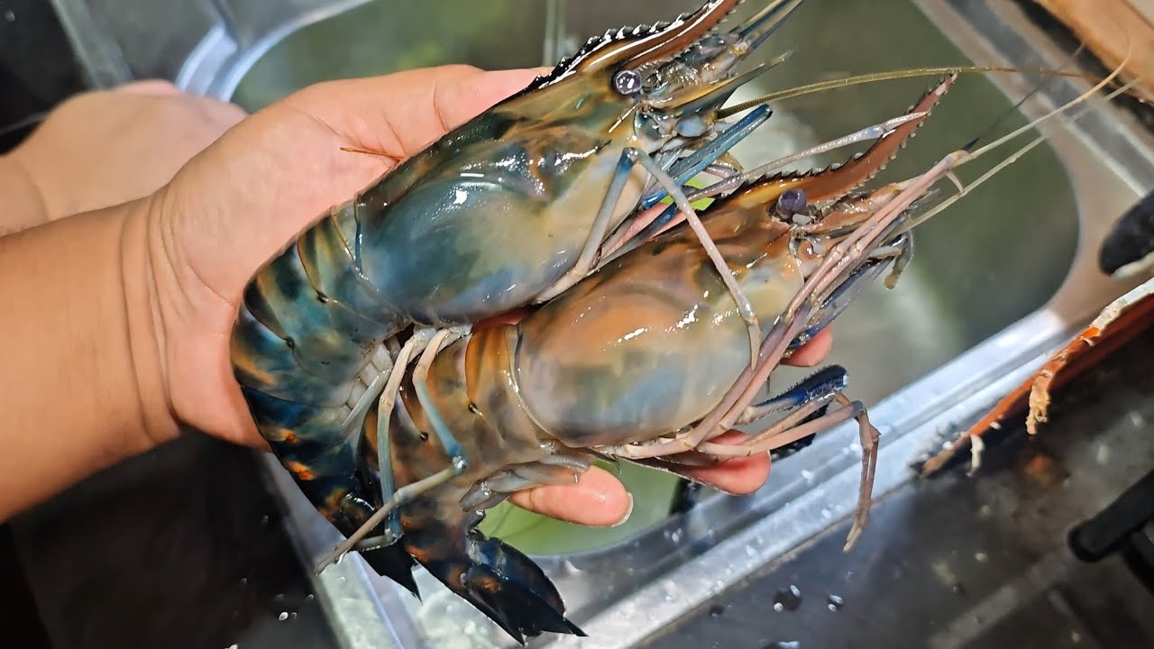 DAPAT UDANG PASIN GRED 'A' TERUS MASAK UNTUK MAKAN MALAM
