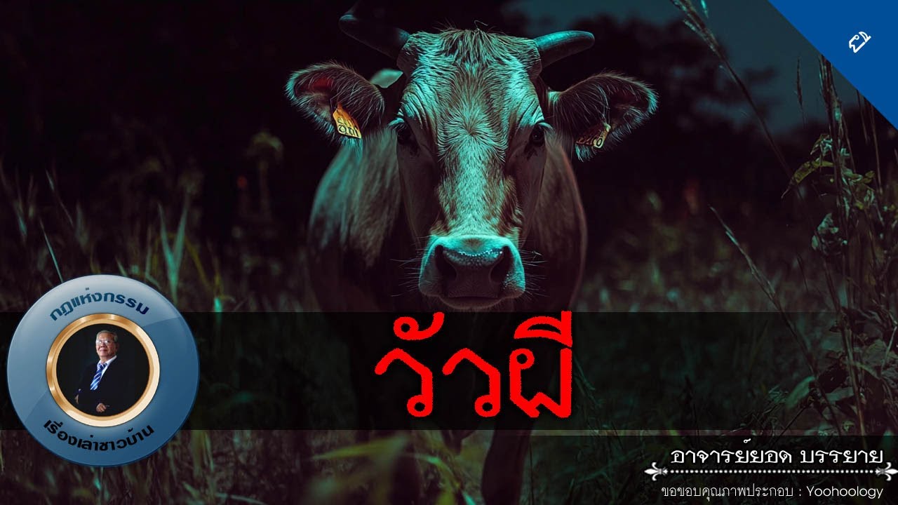 อาจารย์ยอด : วัวผี [ผี]