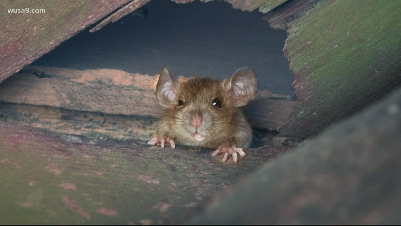 DC apartment fined $30K for infestation of 10,000+ mice | Pass the Mic