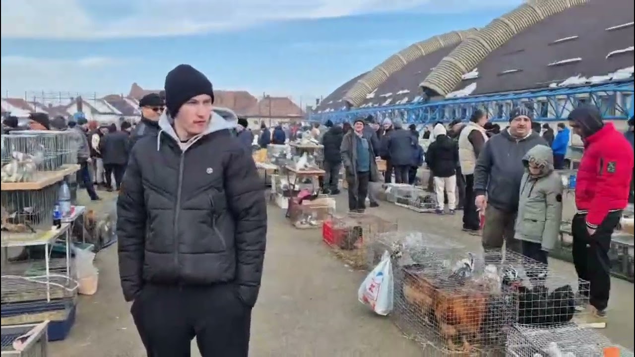 Alba24 Video: Targ Sebeș 2026 pasari animale mici 25 ianuarie 1
