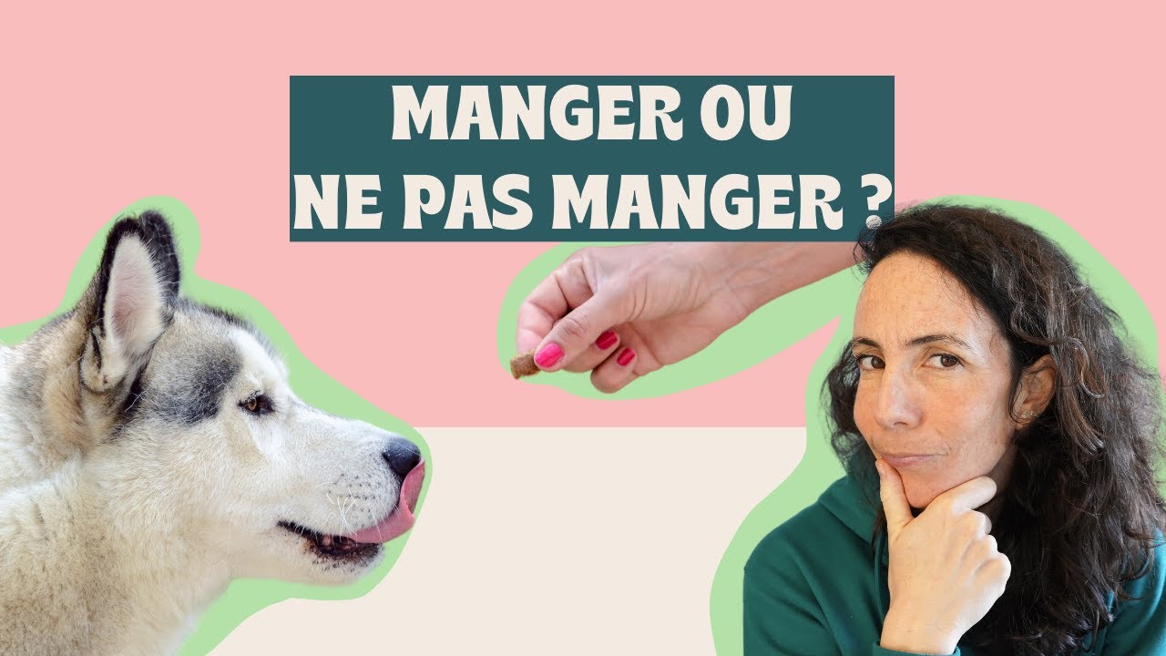 Apprendre au chien &agrave; ne pas manger ce qu'il y a au sol !