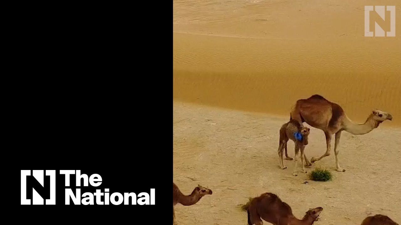 Baby camel mistakes plastic bag for food in Abu Dhabi desert
