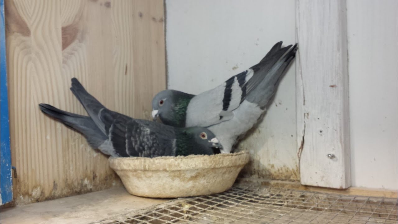 Einsetzen für den Flug aus Breda.