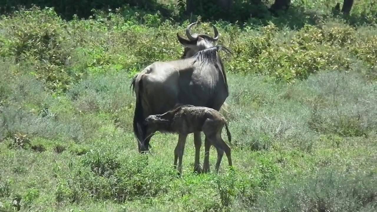 Wildebeest Birth Movie