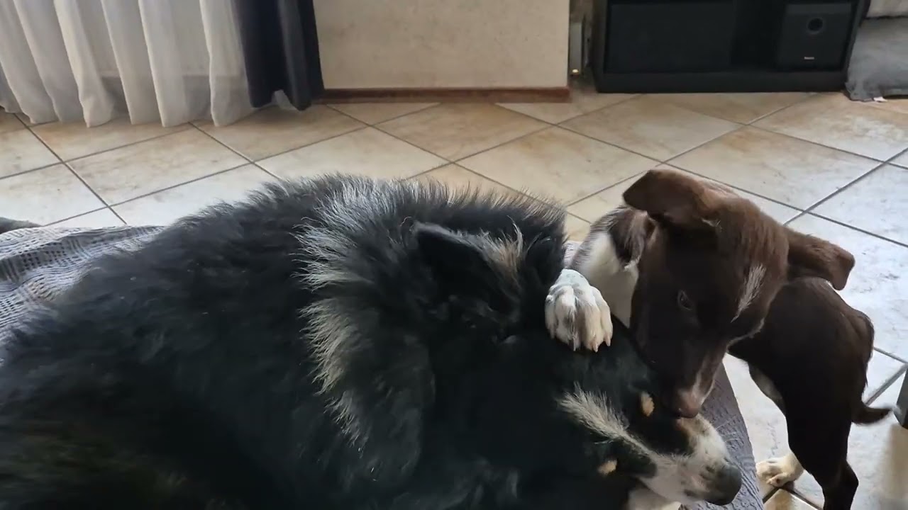 2025-04-03 Joey en Sonic