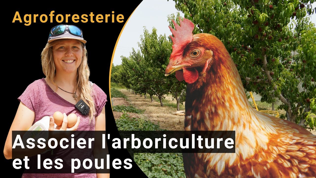 Agroforesterie: Associer production fruitière et élevage de volailles