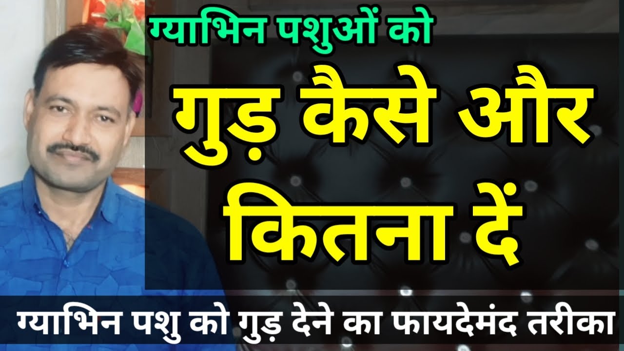 गाभिन पशु को गुड़ कैसे और कितना दें pregnant buffalo cow ko gud khilane ka tarika D D Ramawat