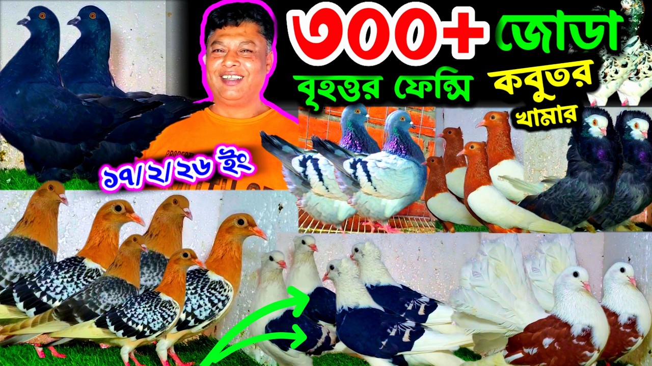 ৩০০+ বৃহত্তর ফেন্সি কবুতর খামার | সবচেয়ে কম দামে বাচ্চা সহ কবুতর কিনুন | খুবিই কমদামে কবুতর বিক্রি