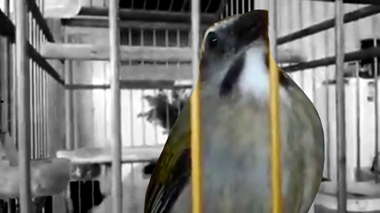 Trinca ferro tio João pedro boi e boca mole boi show de bola para ensinar e treinar machos!