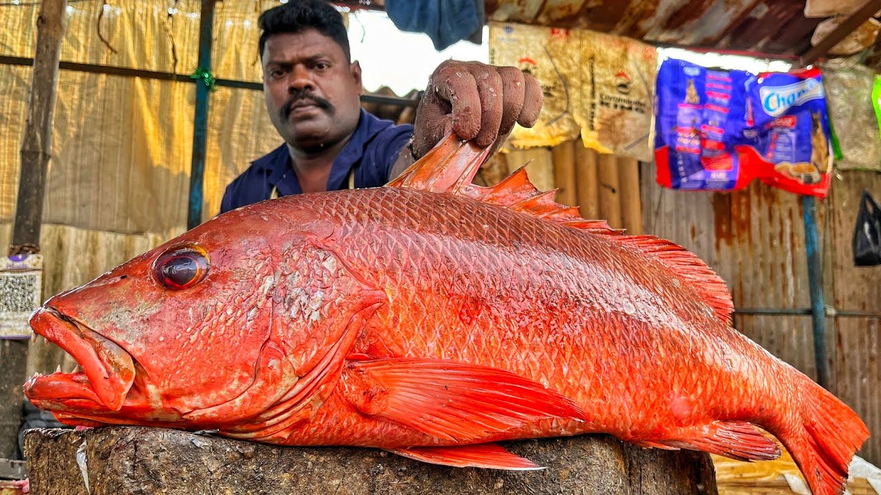 KASIMEDU 🔥 SPEED SELVAM | BIG SIZE RED SNAPPER FISH CUTTING VIDEO | 4K VIDEO | KM FISH CUTTING 