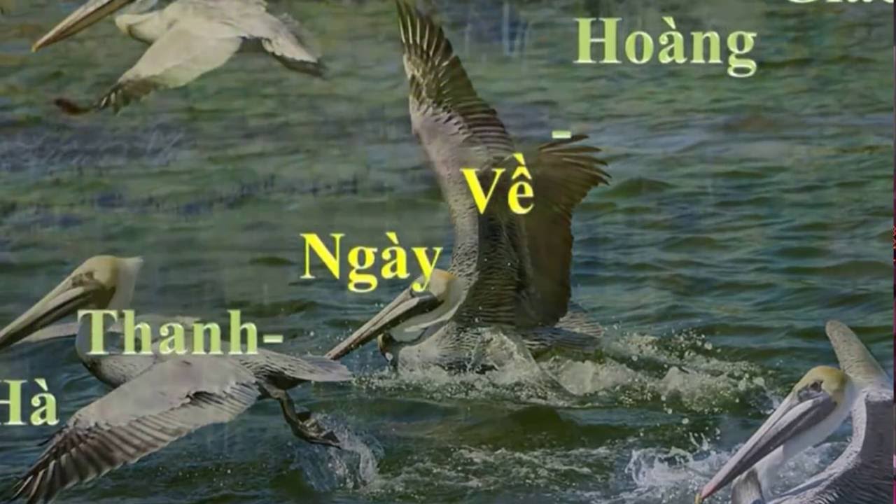 NGÀY VỀ -Hoàng Giác -Hà Thanh -LienNhu