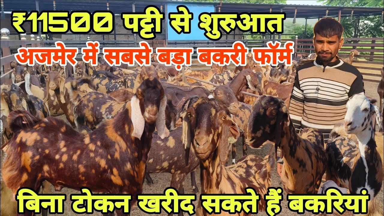 ₹11500 पट्टी से शुरुआत! शानदार सिरोही नस्ल की प्रेग्नेंट बकरियां! At visit pk goat farm Ajmer