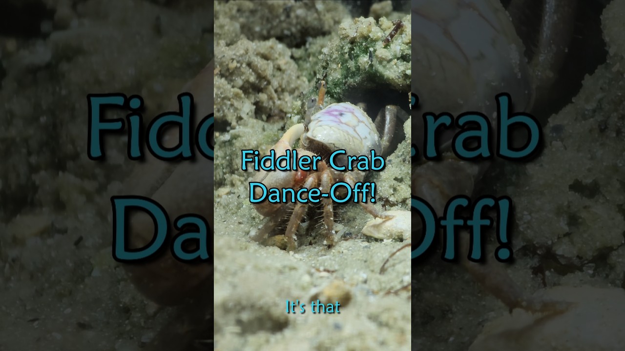 Fiddler crab mating dance attracts the wrong mate