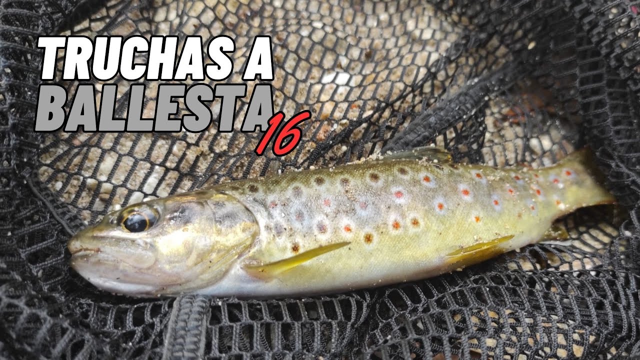 Pesca de truchas a cucharilla en regato gallego | Galicia 2023