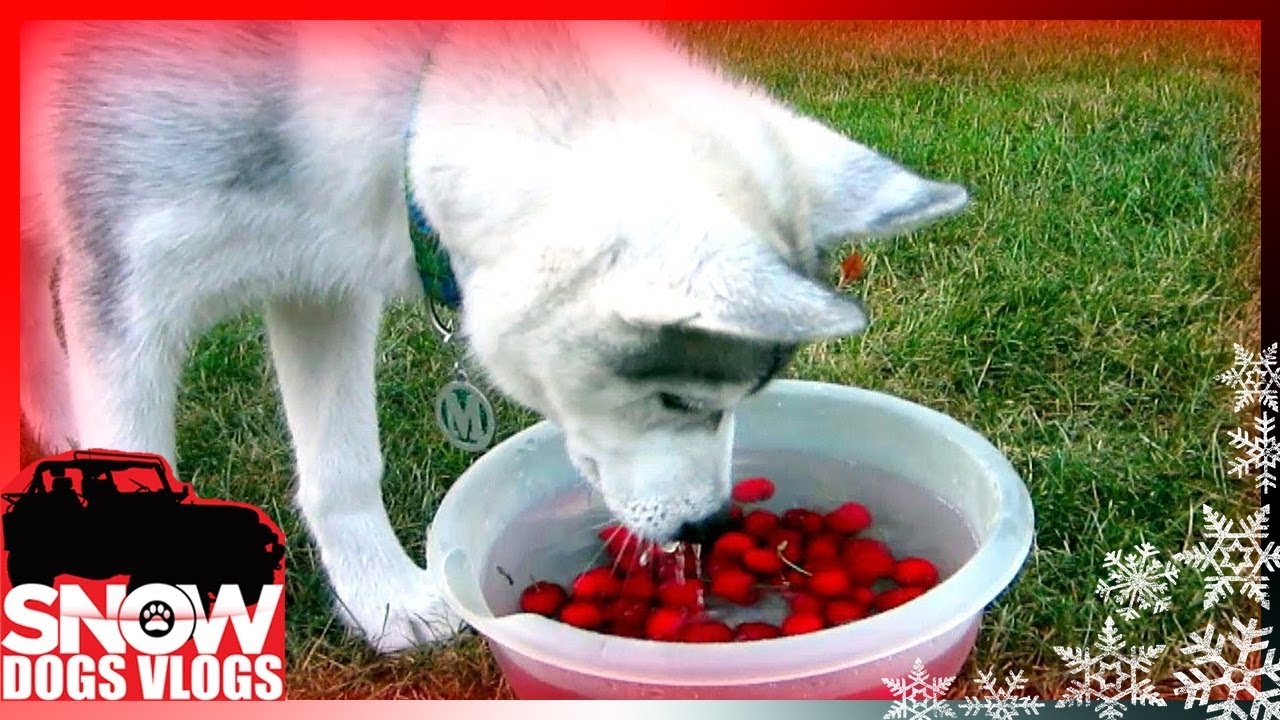 Siberian Husky Puppy Bobbing for Cherries!
