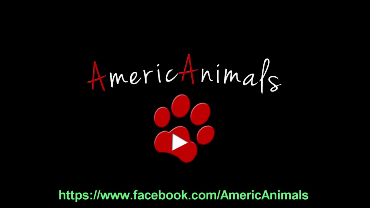 THE AmericAnimals - Night on the town -