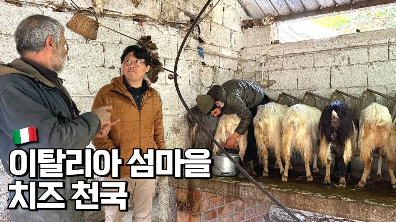 사르데냐에서 만난 미친 치즈 작업장 - 인생 최고 치즈를 찾다
