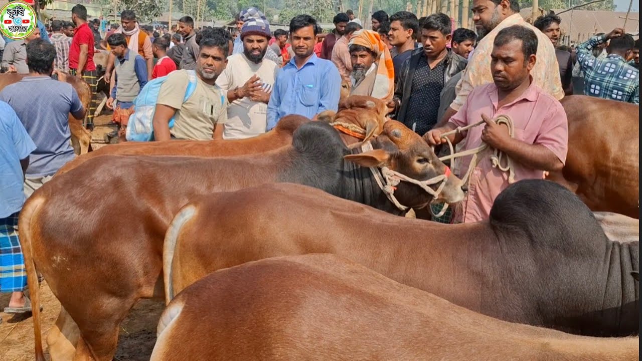 আজ ২২/২/২৬ | খামার উপযোগী মাঝারি সাইজের ষাঁড় কেমন দামে কিনছেন | আমবাড়ী হাট 