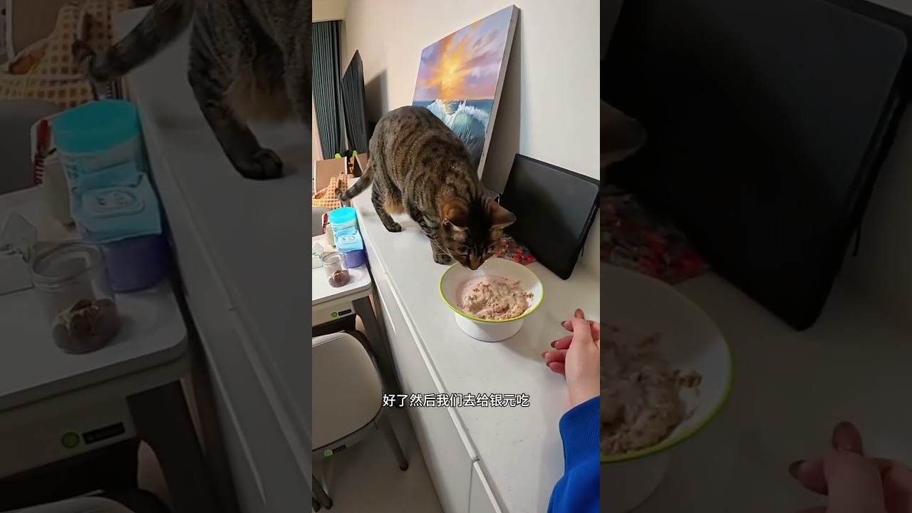 vlog.118 The Daily Life of One Person with Seven Cats After Work