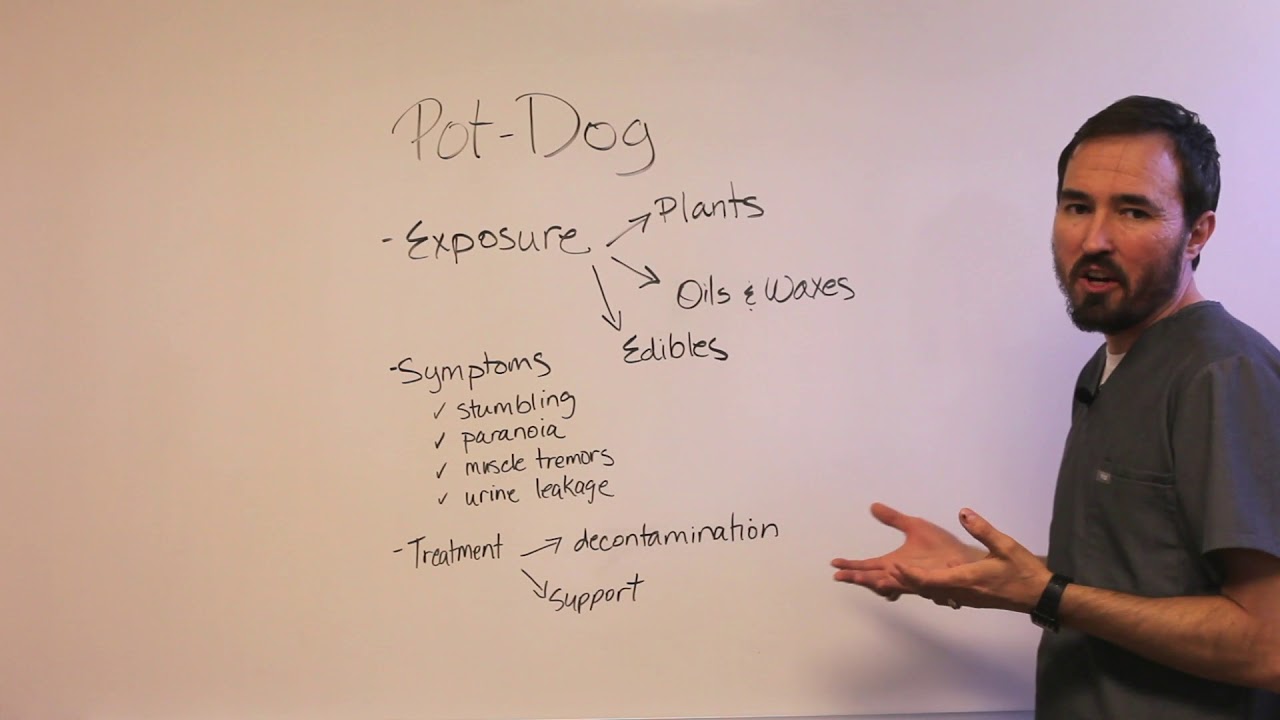 Marijuana Toxicity in Pets