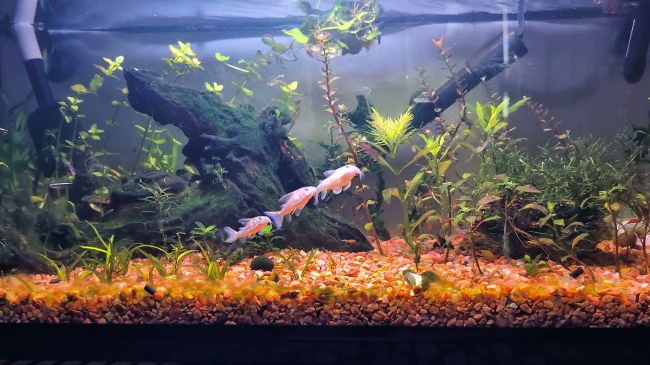 Relaxing aquarium with corydoras and black neon tetras