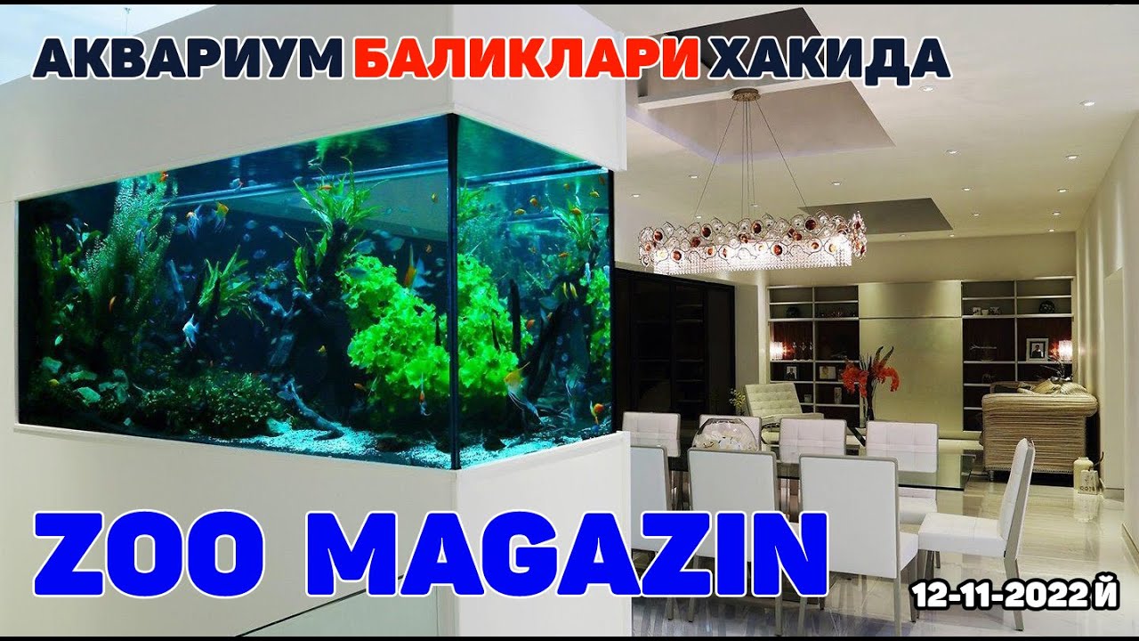 ХОРАЗМ УРГАНЧДА АКВАРИУМ БАЛИКЛАРИ ВА ТЎТИ КУШ ДЎКОНИ! БАЛИК НАРХЛАРИ 2022 ZOO MAGAZIN URGANCH