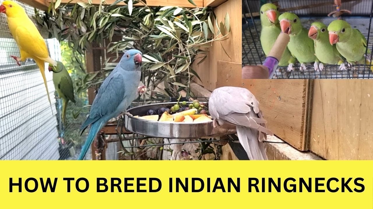 How to breed Indian Ringnecks (with egg to feather timelapse )