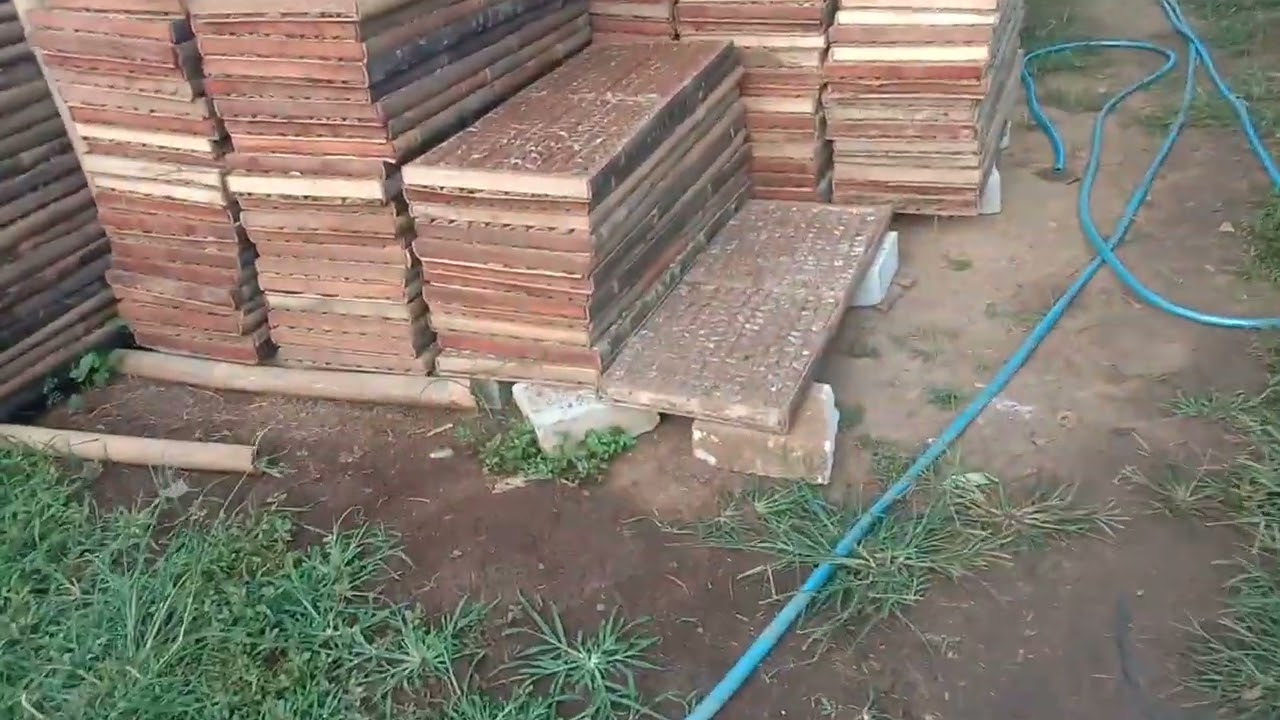 Фермерам представлены баклажаны Yuvita F1 и цветная капуста Angkasa.