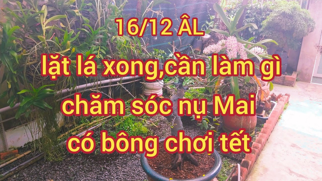 16/12 ÂL lặt lá xong nên làm gì. Chăm sóc nụ Mai có bông chơi tết @utsangcaykieng5450