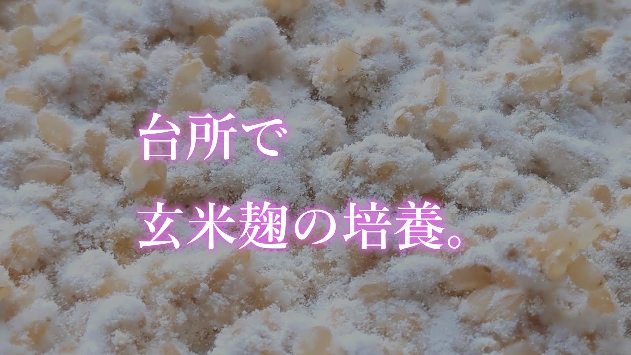 台所で挑戦！自家製玄米麹の作り方！
