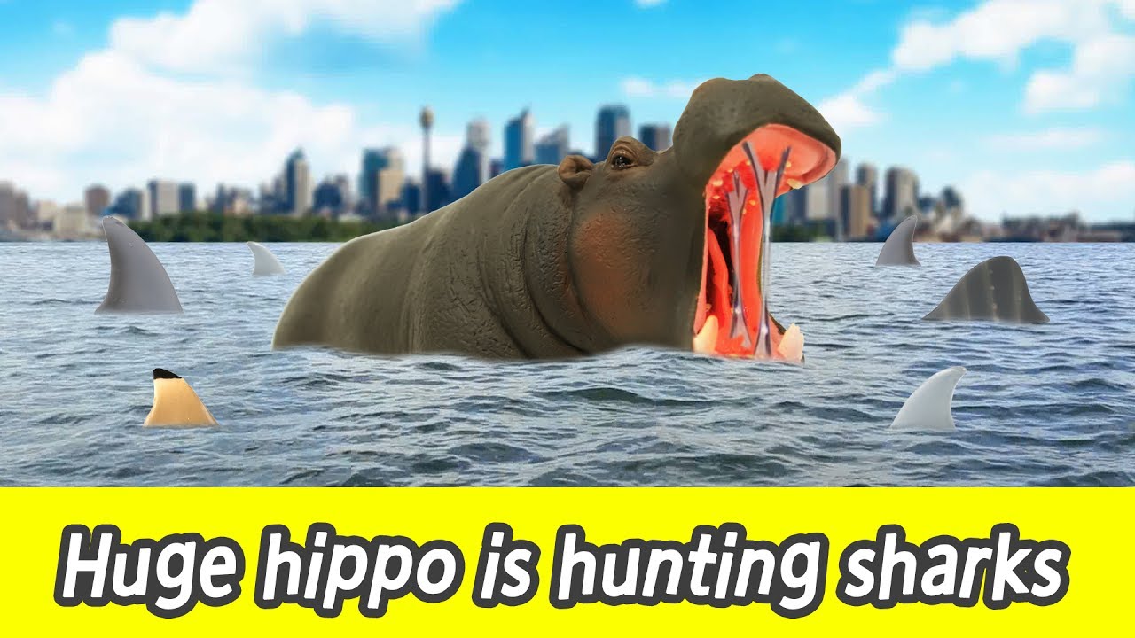 [EN] #80 Huge hippo is hunting sharks, kids education, learn sharks name, Collecta figureㅣCoCosToy