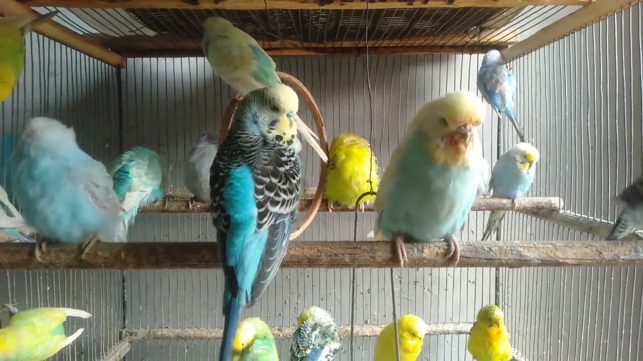 🐦その瞬間、セキセイインコが気づいた