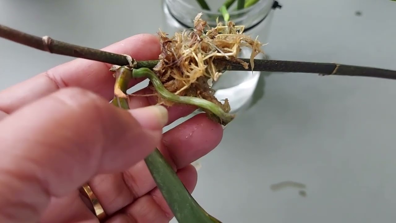 VEJA O POTENCIAL DA HASTE FLORAL DA ORQUÍDEA PHALAENOPSIS