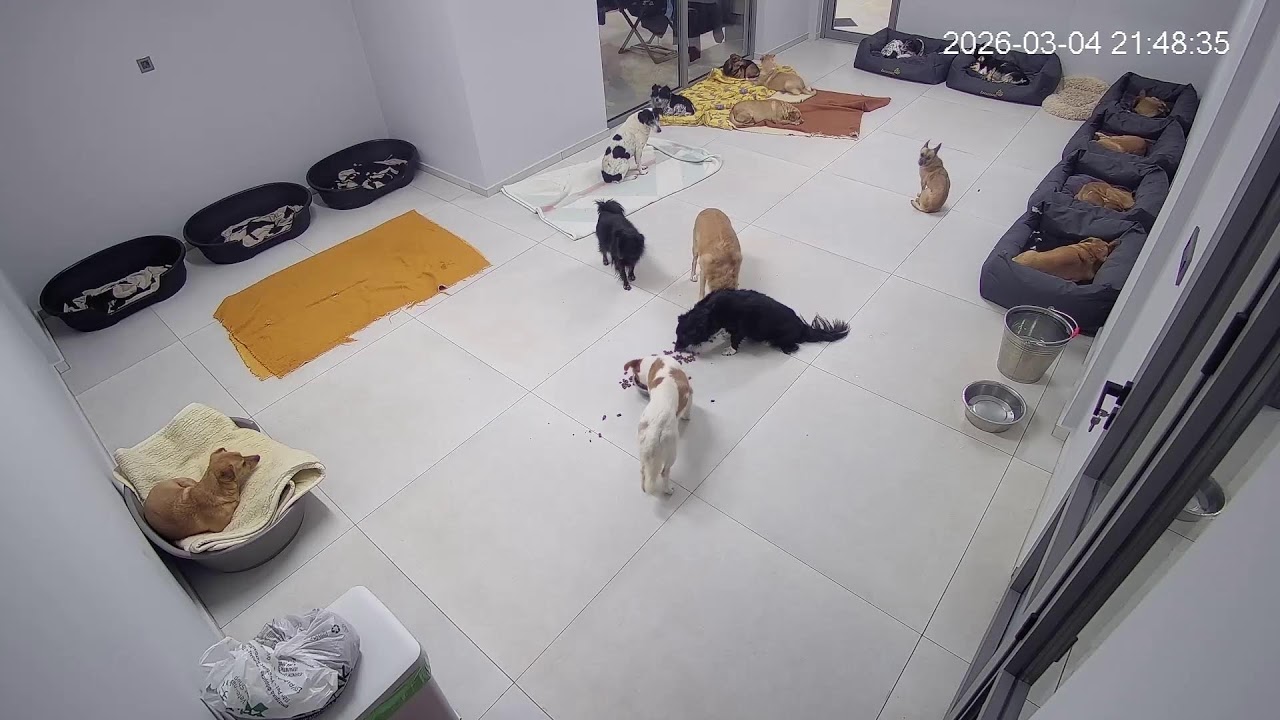 Live streaming from the shelter every night at 20:00 !