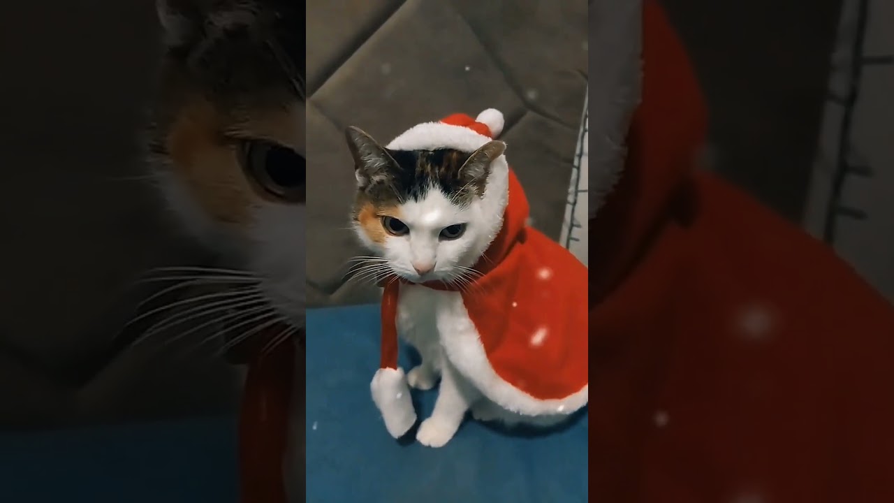 Санта❤️ 