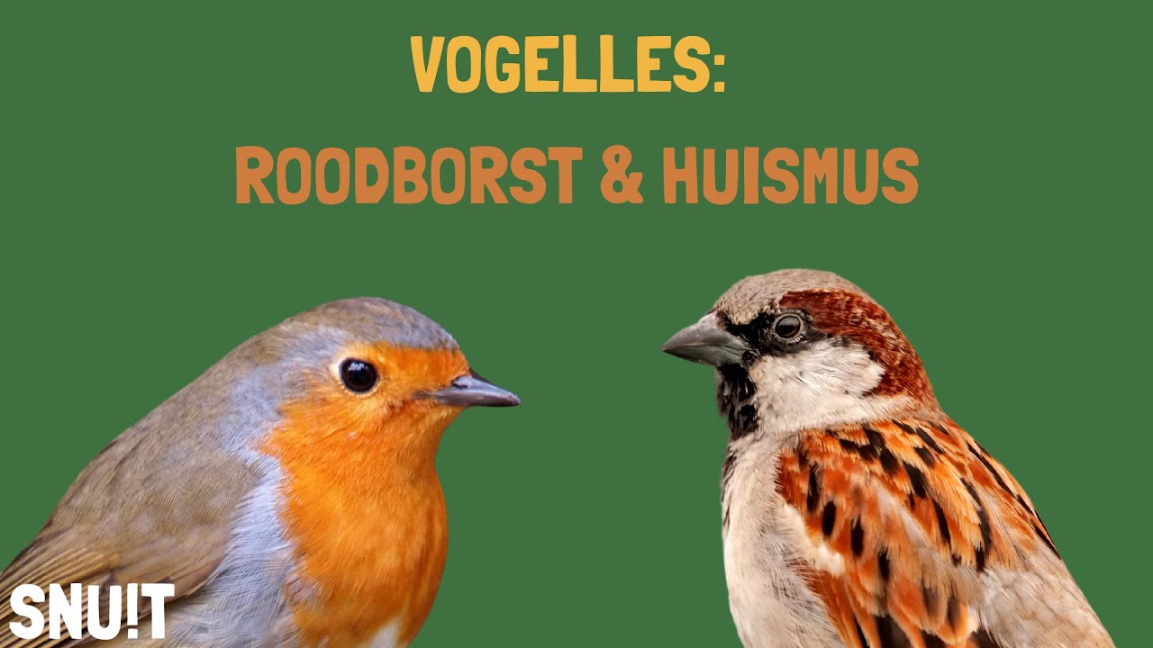 Snuit vogelles: roodborst en huismus