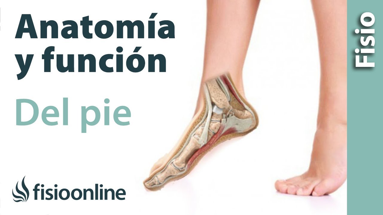 Anatomía y función del pie e implicaciones en la marcha y carrera