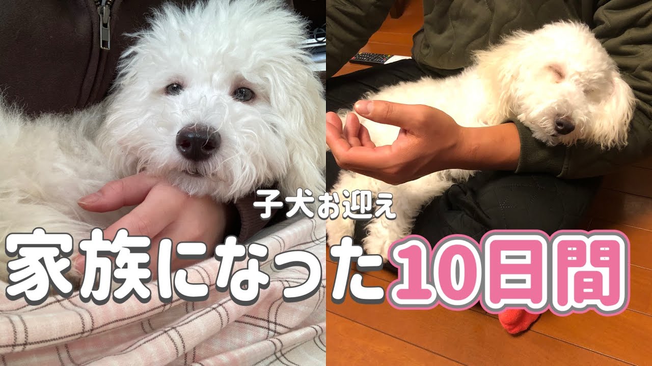 【トイプードル】家族になった、最初の10日間｜お迎えから成長記録