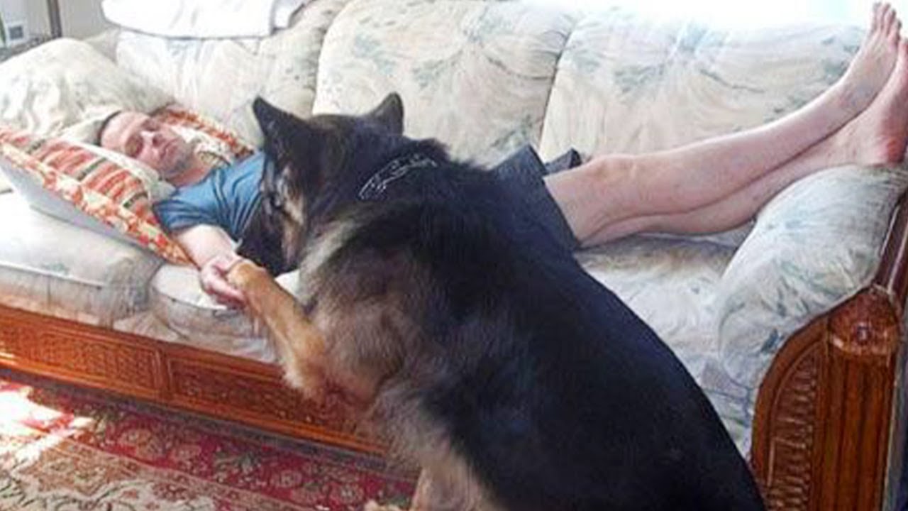 Who needs family therapy when you have your dog 🤣 Funny Dog and Human