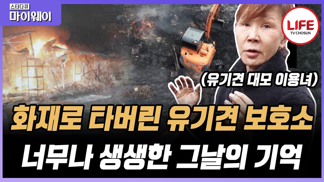 [#스타다큐마이웨이] 80마리 유기견의 대모 이용녀, 그들이 함께 산 집이 모두 타버린 이유는? (TV CHOSUN 210322 방송)