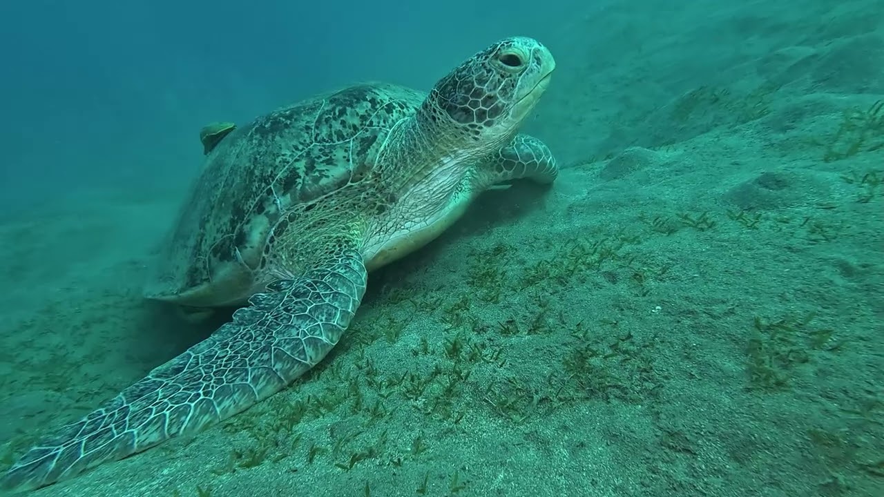 DERIVANTE SUR LE HOUSE REEF NORD EN ZODIAC seconde plongée du 19 et du 23octobre 2025