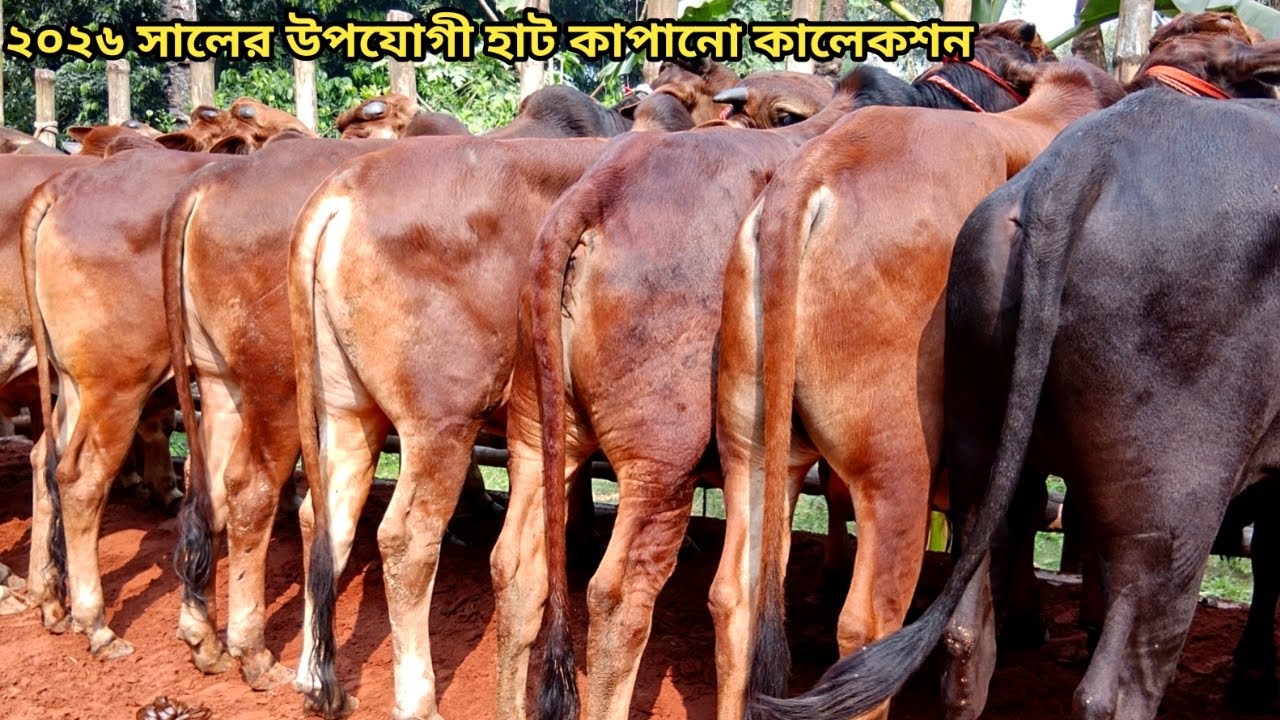 ২০২৬ সালের উপযোগী হাট কাপানো শাহিওয়াল কালেকশান ।।২৯/০১/২০২৬