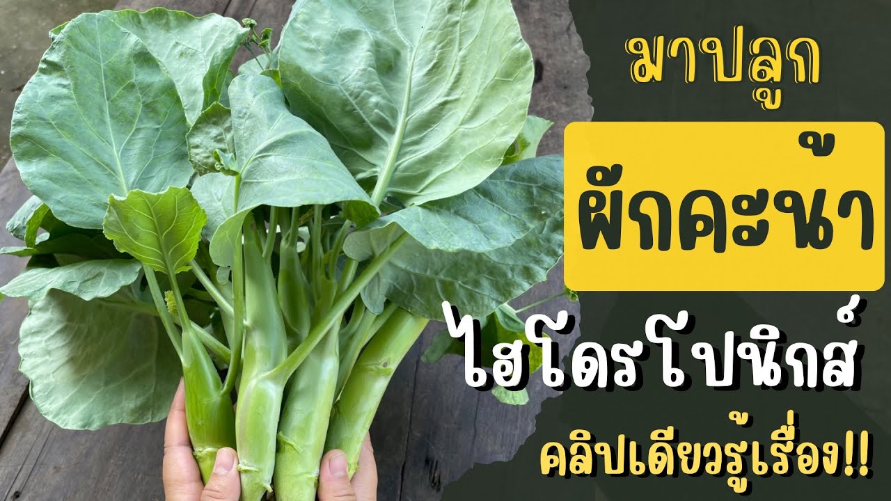 ปลูกผักคะน้า แบบไฮโดรโปนิกส์ ตั้งแต่เพาะเมล็ดจนเก็บผลผลิต คลิปเดียวรู้เรื่อง