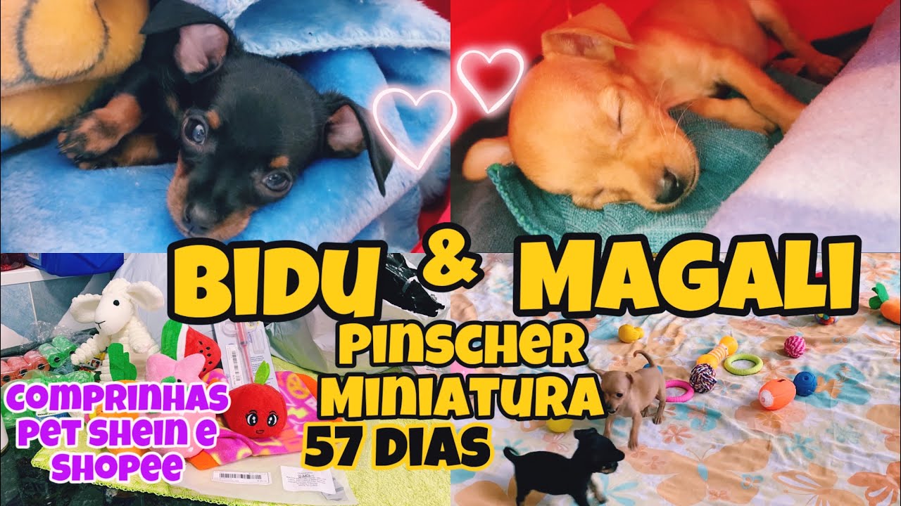ROTINA DOS NOSSOS PINSCHERS FILHOTES + COMPRINHAS|BANHO À SECO |BRINCANDO |COMENDO E DESCANSANDO🐶🐶