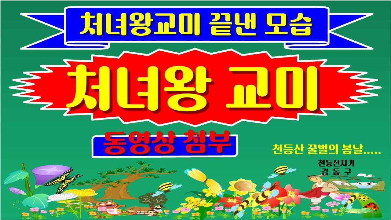 토종벌 처녀왕교미와 우수여왕 선발