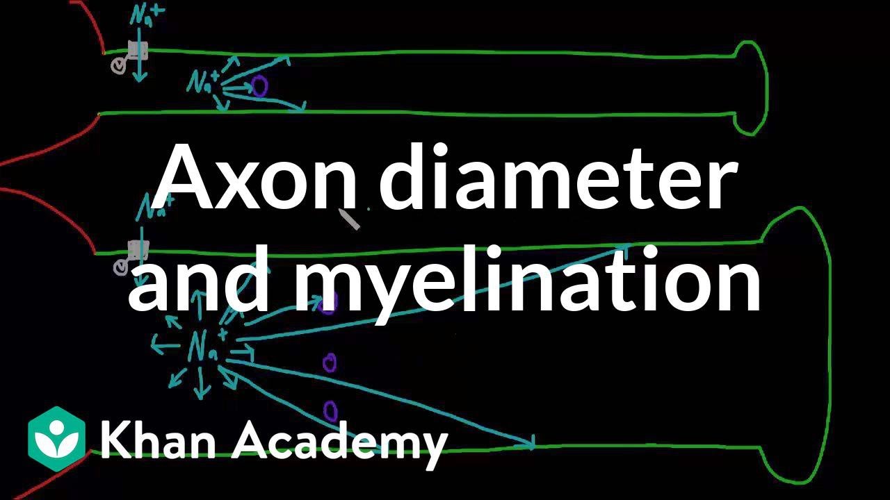 Effects of axon diameter and myelination | Nervous system physiology | NCLEX-RN | Khan Academy
