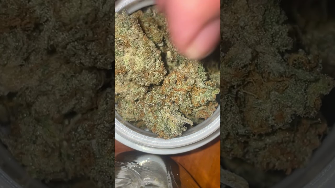 Previous harvest SugarCane x Exaltation #6 #SoCalSeedVault #Organic
