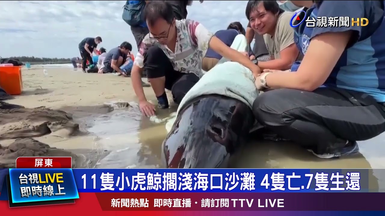 集體擱淺！7隻小虎鯨生還 眾人聯手「搶命」