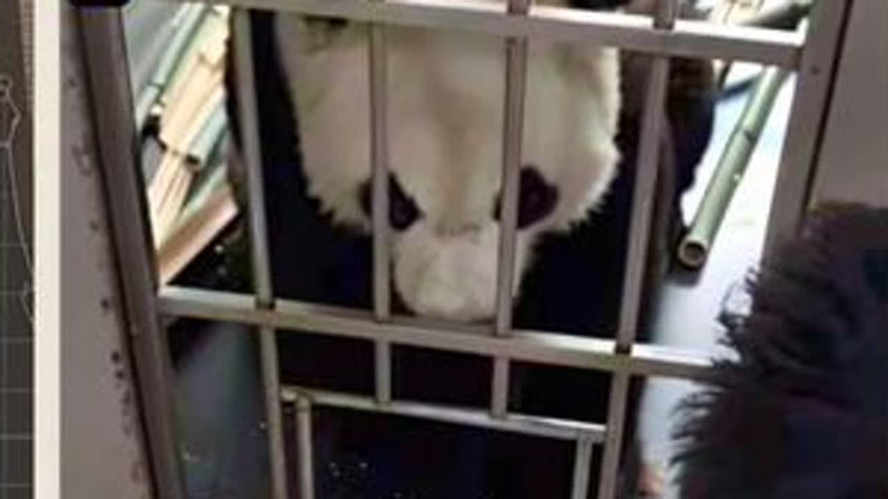 世界上的熊猫，分为金虎和正常熊猫超级话多一熊黑色星期四 呜呜呜忙出宇宙家人们#萌宠 #金虎 #熊猫